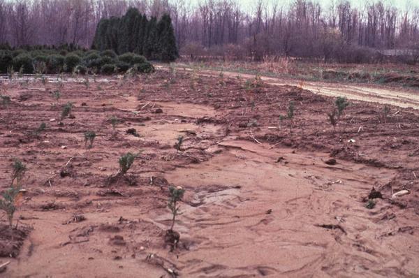 Thumbnail image for After the Flood - Weed Management Concerns for Nurseries and Landscapes